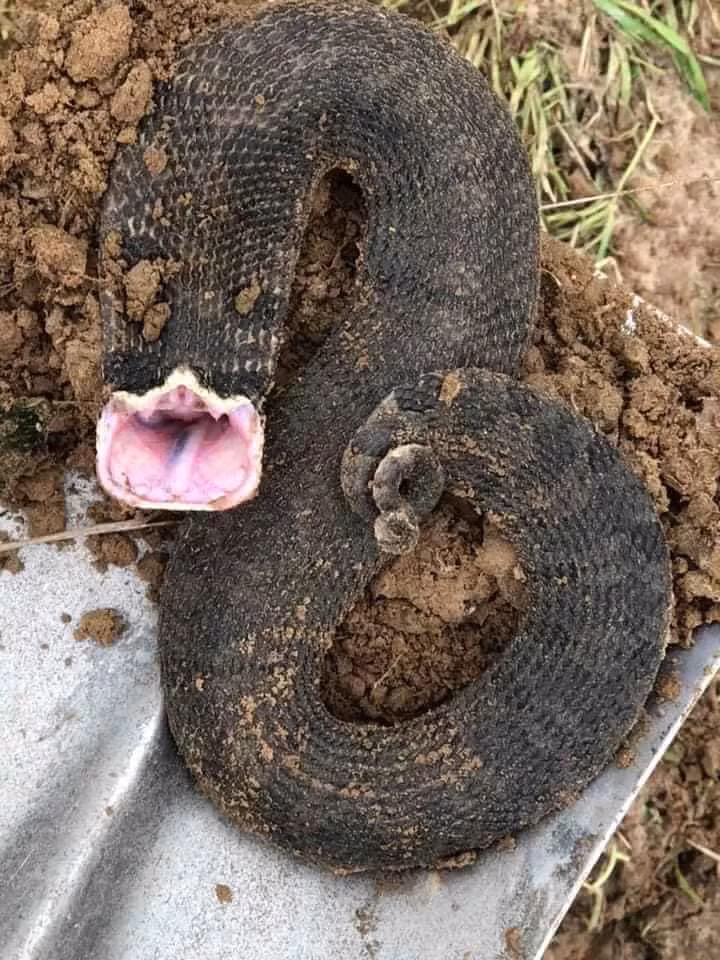 Tất nhiên sau khi kẻ thù đi khuất, nó sẽ lại bò thật nhanh để chạy thoát. Dưới góc nhìn khoa học, hành động trên của loài rắn Hognose thực chất là một cơ chế phòng vệ của nó và nó quả thực phát huy hiệu quả rất lớn.