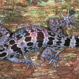 Trong tiếng Raglai, từ “raglai” cũng có nghĩa là “rừng”, điều này cũng mang ý nghĩa nhấn mạnh tầm quan trọng của hệ sinh thái rừng đối với người dân nơi đây.