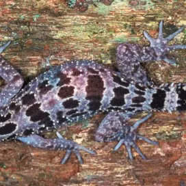 Trong tiếng Raglai, từ “raglai” cũng có nghĩa là “rừng”, điều này cũng mang ý nghĩa nhấn mạnh tầm quan trọng của hệ sinh thái rừng đối với người dân nơi đây.