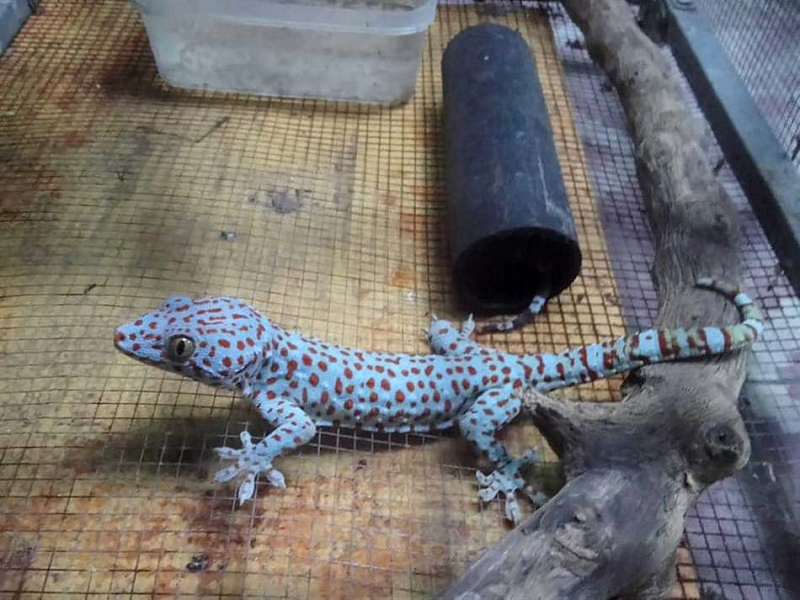 Đây là loài có tính cách tàn bạo.