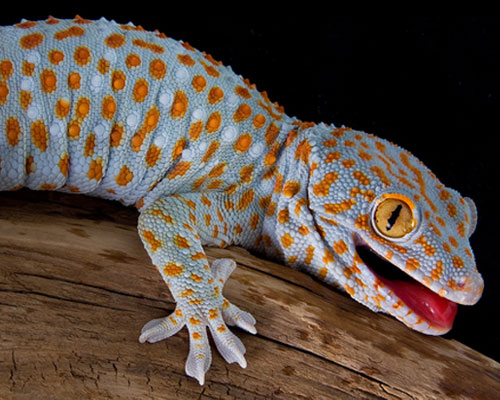 Ngoài loài tắc kè hiếm gặp này, Việt Nam còn có loài tắc kè bông (Tokey gecko) là một trong những kẻ bản địa của Việt Nam.