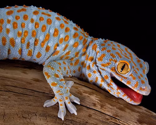 Ngoài loài tắc kè hiếm gặp này, Việt Nam còn có loài tắc kè bông (Tokey gecko) là một trong những kẻ bản địa của Việt Nam.