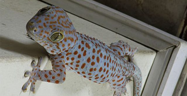 Chúng ăn sâu dế như bao loài Tắc Kè nước ngoài khác.