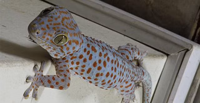 Chúng ăn sâu dế như bao loài Tắc Kè nước ngoài khác.