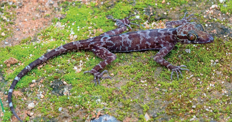 Loài mới được đặt lên là tắc kè Rag-Lai, tên khoa học là Cyrtodactylus raglai có họ hàng gần gũi với loài tắc kè Cyrtodactylus kingsadai và Cyrtodactylus cryptus.