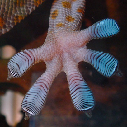 Tắc kè bông Việt Nam có kích thước tối đa chỉ 25 – 35cm. Trên người có các đốm đỏ, cam, nâu, trắng.