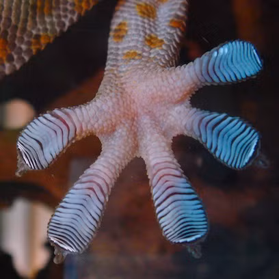 Tắc kè bông Việt Nam có kích thước tối đa chỉ 25 – 35cm. Trên người có các đốm đỏ, cam, nâu, trắng.