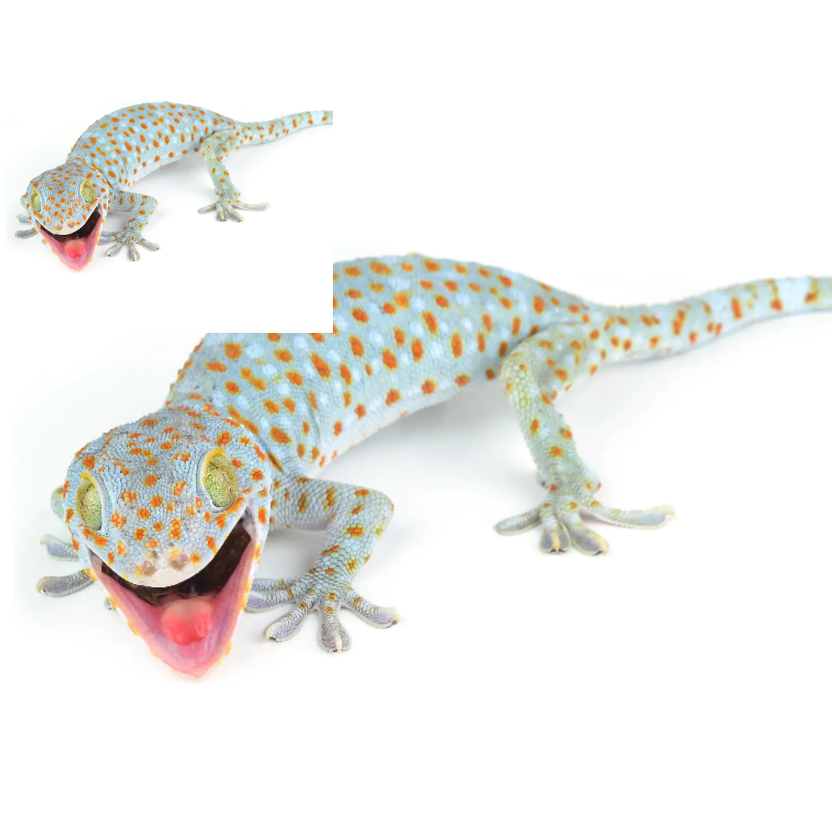 Tắc kè bông việt nam có thể bám được tường, kính, vách đá, thân cây. Bởi tạo hóa tặng cho chúng miệng đệm chân mở rộng nên bất chấp mọi địa hình. Trừ trên không và dưới nước.