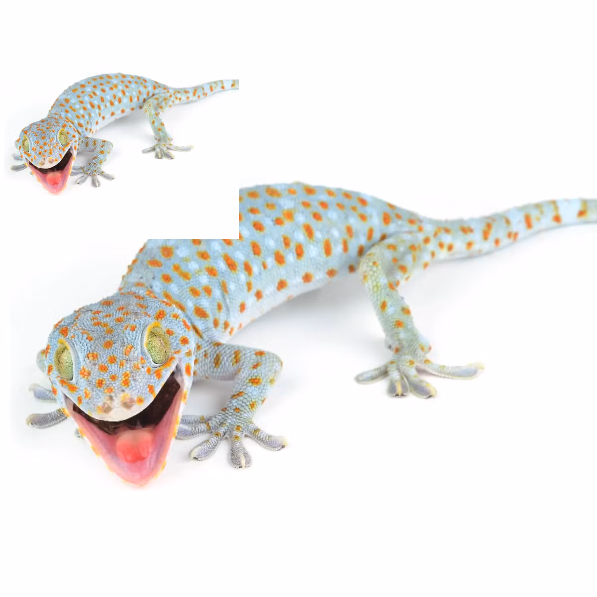 Tắc kè bông việt nam có thể bám được tường, kính, vách đá, thân cây. Bởi tạo hóa tặng cho chúng miệng đệm chân mở rộng nên bất chấp mọi địa hình. Trừ trên không và dưới nước.