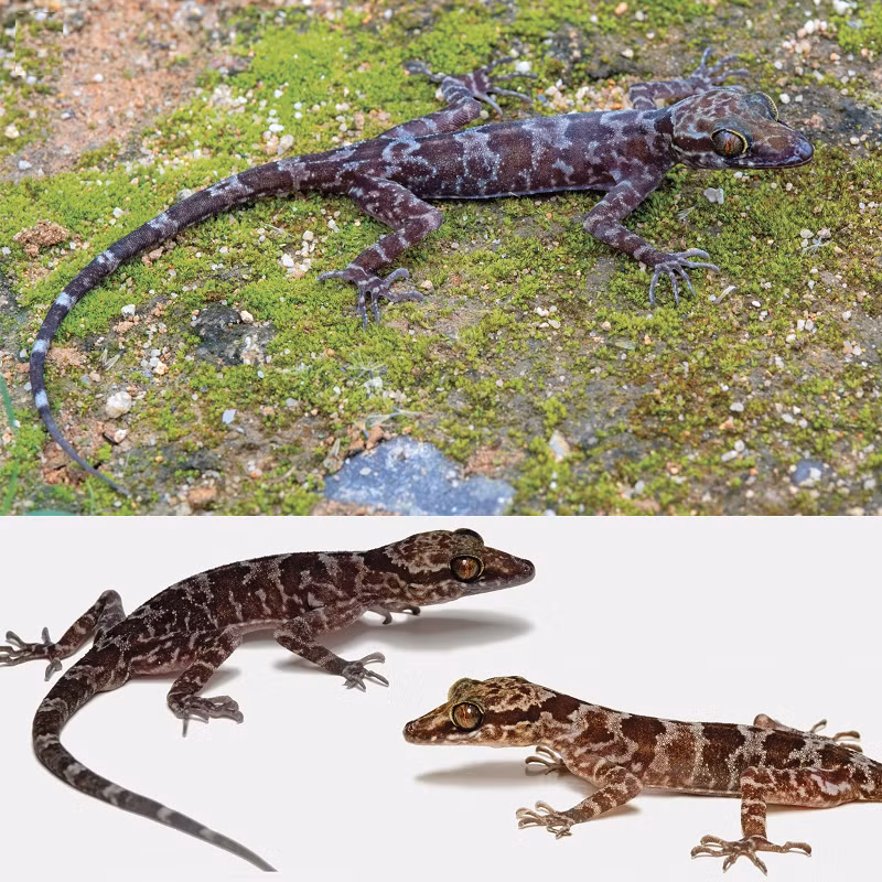 Tên loài mới “raglai” được dùng để chỉ dân tộc Raglai, thuộc tỉnh Khánh Hòa, sống ở nơi loài mới được tìm thấy.