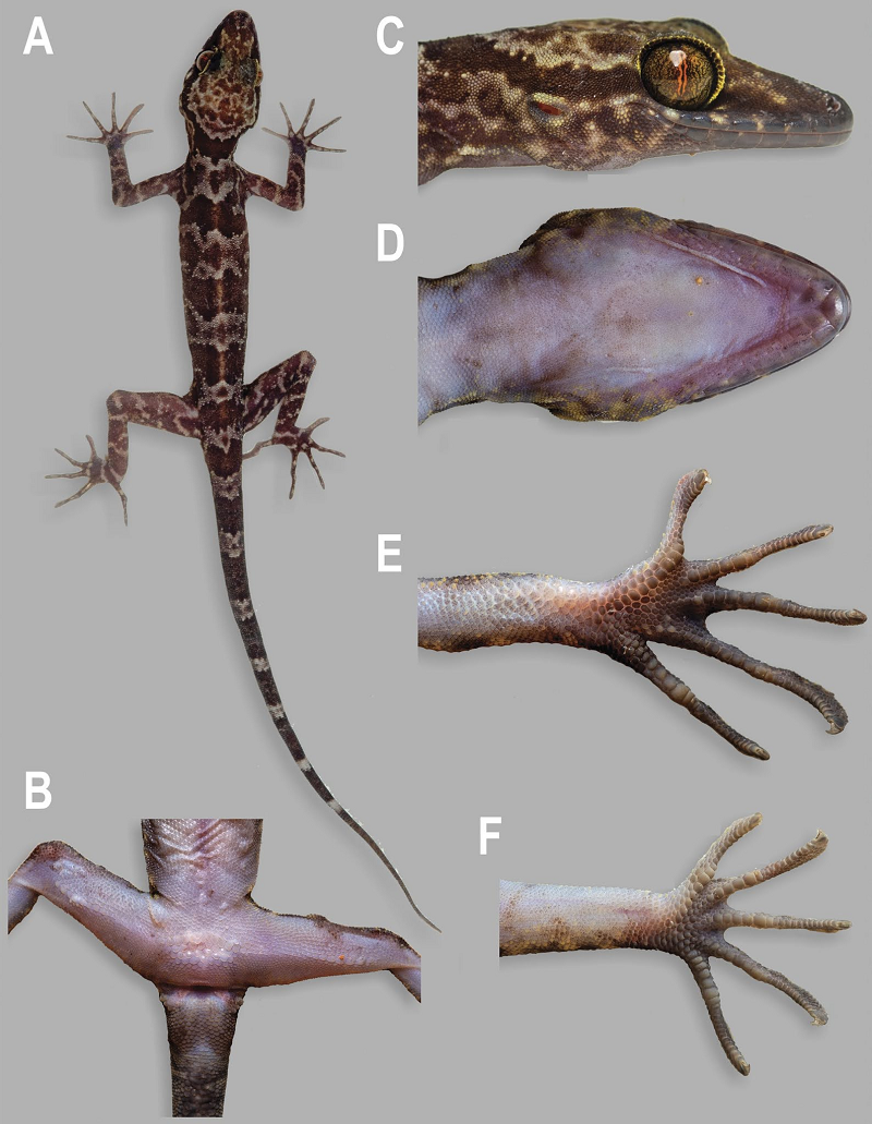 Phạm vi phân bố của tắc kè Rag-Lai rất hẹp, đặc hữu với môi trường sống trong hang động đá granit ven sông với những đặc điểm tiến hóa thích nghi trong hang động.