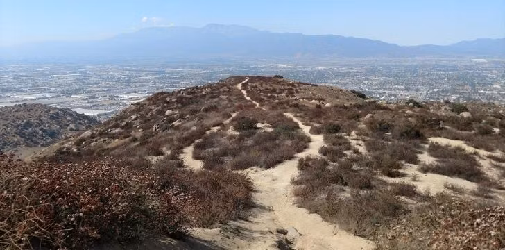 Cây chỉ phát triển sau các trận cháy rừng, khi các cành bị đốt của nó mọc ra các chồi mới.