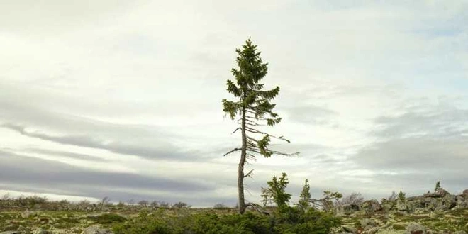  3. Tjikko nảy mầm từ cách đây khoảng 9.550 năm, khi vương quốc Anh vẫn còn nối liền với châu Âu bởi một dải băng đá, và các sông băng mới chỉ bắt đầu lùi dần trên vùng Scandinavia.