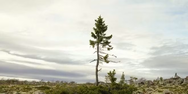  3. Tjikko nảy mầm từ cách đây khoảng 9.550 năm, khi vương quốc Anh vẫn còn nối liền với châu Âu bởi một dải băng đá, và các sông băng mới chỉ bắt đầu lùi dần trên vùng Scandinavia.