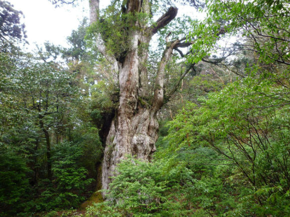  5. Jomon Sugi là cây lâu đời nhất và lớn nhất trong các cây bách Nhật Bản – hay còn gọi là cây sugi – được tìm thấy ở Yakushima.