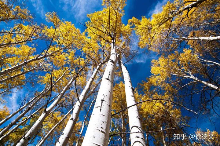  1. Cây Pando là cây họ liễu có tuổi đời 80 000 năm. Đây được xem là cây có tuổi thọ khủng nhất trong thế giới thực vật hiện nay.