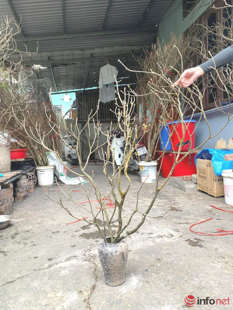 Dao chuong doc la dat Yen Tu, cam ben dep-Hinh-4