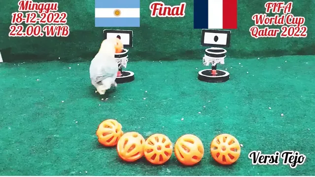 Chú chim tiên tri tiếp tục trổ tài dự đoán các trận đấu ở World Cup 2022, lần này là cuộc đọ sức giữa Argentina và Pháp ở chung kết. Theo chú chim này thì Argentina sẽ giành chiến thắng và lên ngôi vô địch.