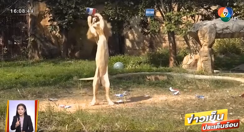 Sư tử Chao Boy của Thái Lan cũng đưa ra dự đoán của mình. Trong ba lần nhảy, Chao Boy nhảy lên kéo miếng thịt bên cờ Argentina một lần và chọn Pháp hai lần, đồng nghĩa cho rằng đội tuyển châu Âu vô địch World Cup.