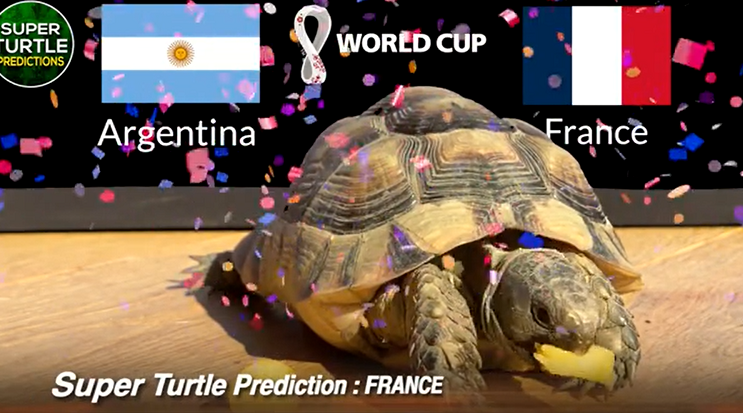 Super Turtle Predictions cũng đã ngay lập tức dự đoán kết quả của trận chung kết. Tại đây, chú rùa tiên tri chọn Pháp là nhà vô địch.