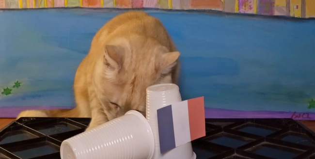 Ở một diễn biến khác, chú mèo Cass vẫn chưa đưa a dự đoán của mình cho các các trận đấu tới. Thay vào đó, một chú mèo khác có tên Sam đã dự đoán Argentina là đội sẽ nâng cup vô địch.