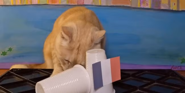 Ở một diễn biến khác, chú mèo Cass vẫn chưa đưa a dự đoán của mình cho các các trận đấu tới. Thay vào đó, một chú mèo khác có tên Sam đã dự đoán Argentina là đội sẽ nâng cup vô địch.