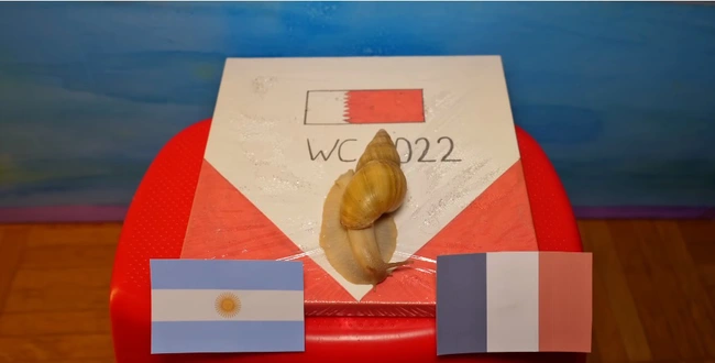 Một thú tiên tri mới xuất hiện trong series lần này là ốc sên Saruman. Chú ốc sên đã lựa chọn Pháp là đội sẽ giành chiến thắng trong trận chung kết tới.