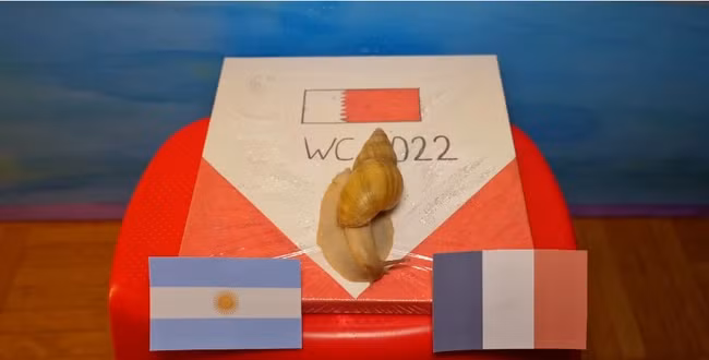 Một thú tiên tri mới xuất hiện trong series lần này là ốc sên Saruman. Chú ốc sên đã lựa chọn Pháp là đội sẽ giành chiến thắng trong trận chung kết tới.