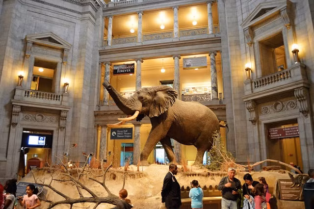 Bộ sưu tập của bảo tàng chứa hơn 126 triệu mẫu vật gồm thực vật, động vật, hóa thạch, khoáng vật, đá, thiên thạch, di cốt người và các hiện vật văn hoá của con người.