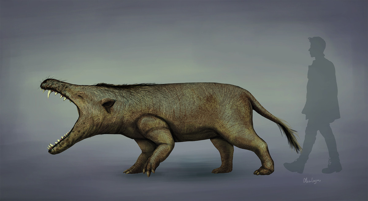 Andrewsarchus mongoliensis có 3 răng cửa, 1 răng nanh, 4 răng hàm nhỏ và 3 răng hàm ở mỗi bên hàm. Các răng cửa được sắp xếp theo hình bán nguyệt, răng hàm thứ hai và thứ ba dài ra và mọc đơn lẻ, răng hàm thứ nhất và thứ hai bị mòn nhiều hơn so với răng trước và răng sau.