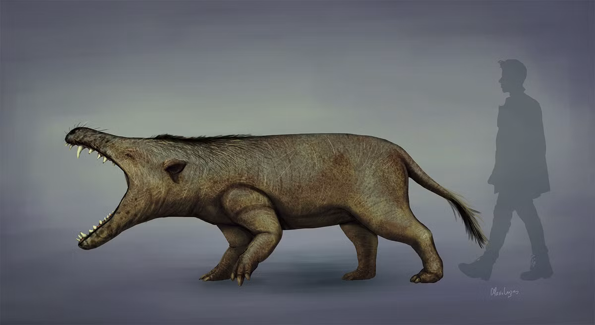 Andrewsarchus mongoliensis có 3 răng cửa, 1 răng nanh, 4 răng hàm nhỏ và 3 răng hàm ở mỗi bên hàm. Các răng cửa được sắp xếp theo hình bán nguyệt, răng hàm thứ hai và thứ ba dài ra và mọc đơn lẻ, răng hàm thứ nhất và thứ hai bị mòn nhiều hơn so với răng trước và răng sau.