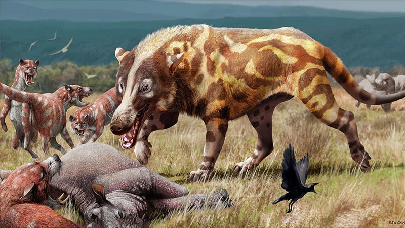 Được nhà khảo cổ học Roy Chapman Andrews tìm thấy tại Mông Cổ năm 1922, hóa thạch của loài động vật có vú cổ xưa này có hộp sọ dài đến 1 mét, đã khiến các nhà cổ sinh học thời đó không khỏi bất ngờ.