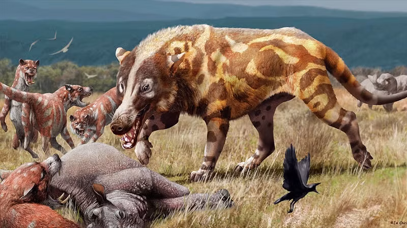 Được nhà khảo cổ học Roy Chapman Andrews tìm thấy tại Mông Cổ năm 1922, hóa thạch của loài động vật có vú cổ xưa này có hộp sọ dài đến 1 mét, đã khiến các nhà cổ sinh học thời đó không khỏi bất ngờ.