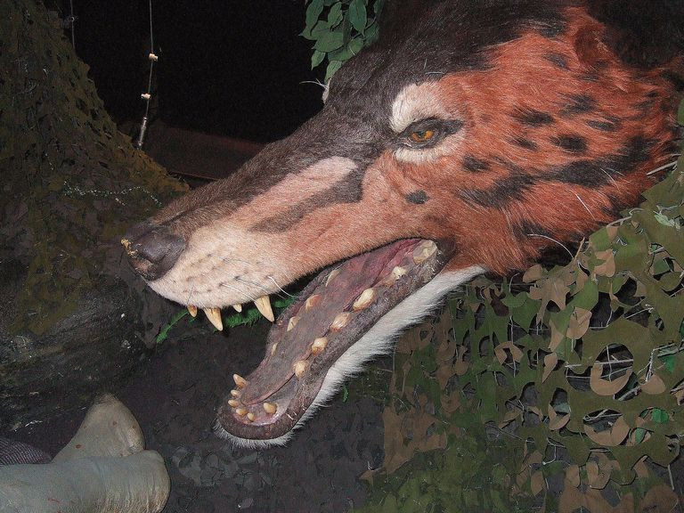 Các nhà khoa học không rõ đây là một loài săn mồi hay chuyên ăn xác thối, vì những dẫn liệu hóa thạch không đủ để làm rõ tập tính của chúng.