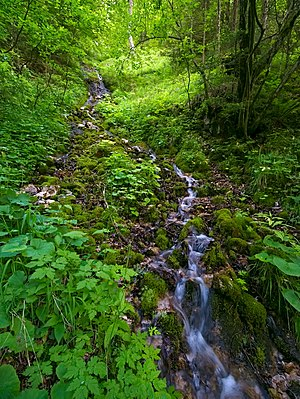 Người đàn ông chưa từng gặp hiện tượng này bao giờ nên cảm thấy vô cùng kỳ lạ, bí ẩn. Anh đã cố gắng đi xung quanh con suối để kiểm tra xem có gì bất thường không nhưng không khám phá được gì. Người đàn ông này cũng nhiều lần kiểm nghiệm bằng cách hét to vào con suối, quả thực thấy rằng cứ nghe thấy tiếng gọi là nước sẽ từ từ rút đi, một lúc sau lại chảy ra.