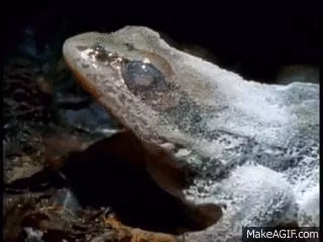  1. Ếch gỗ “ngừng sống” để vượt qua cái rét: Trong khi con người, dù được hỗ trợ với những công nghệ tối tân nhất, vẫn đang loay hoay tìm giải pháp đóng băng cơ thể mà không ảnh hưởng đến sức khỏe, thì một loài ếch nhỏ đã và đang thực hiện việc này vào mỗi mùa Đông trong hàng ngàn năm mà chúng tồn tại.