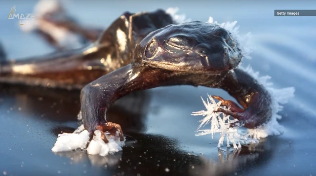 Ếch gỗ chính là nhân vật sở hữu khả năng đặc biệt vừa được nhắc đến. Đây là một loài lưỡng cư thường sinh sống trong phạm vi từ Bắc Mỹ cho đến vòng Cực Bắc. Vì phải sống trong khu vực có điều kiện lạnh giá nên chúng đã phát triển một chiến thuật chịu lạnh hết sức đặc biệt: “Ngừng sống” để vượt qua cái rét.