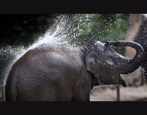 Đôi khi, voi bơi lội tung tăng trong một vùng nước và sử dụng vòi của chúng để phun những dòng nước vào sau tai để tăng thêm hiệu quả làm mát.