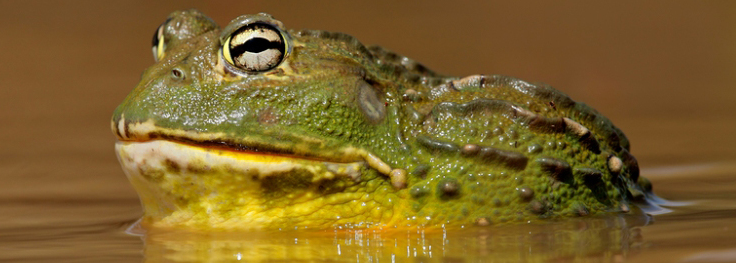 Khi một con ếch ra khỏi nước, chất nhầy trên da giúp nó thở bằng cách hòa tan oxy từ không khí. Để da không bị khô trong khí hậu nóng bức của châu Phi, loài ễnh ương chôn mình dưới lòng đất từ 15 đến 20 cm. Sau đó, nó tạo ra một lớp màng nhầy, cứng lại thành một cái kén. Con ếch có thể ở trong cái kén này tới bảy năm trong khi chờ mưa.