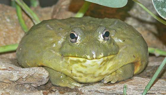 Khi mưa đến, độ ẩm làm mềm túi nhầy, đánh thức ếch và báo hiệu mùa mưa đã bắt đầu. Đây cũng là thời điểm ếch sinh sản và hoạt động tích cực nhất.