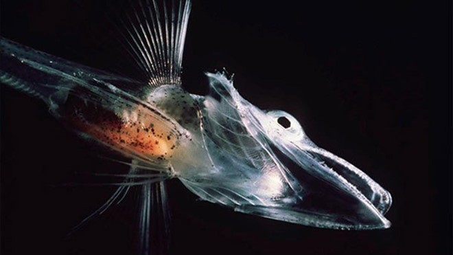 Loài cá notothenioid được sinh ra với chất protein chống đông trong mao mạch. Điều này giúp máu vẫn chảy bình thường mà không đông cứng trong điều kiện khắc nghiệt ở Nam Cực.