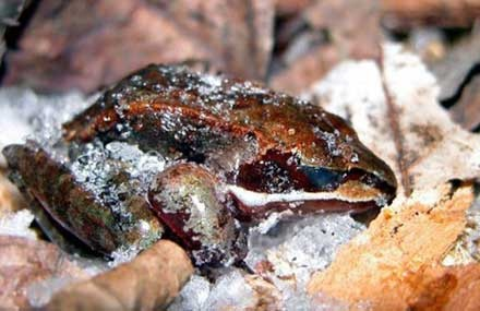 Khi mùa hè đến, thời tiết ấm dần lên, ếch gỗ cũng nhờ vậy mà được rã đông, quay trở lại cuộc sống bình thường. Đây quả là một phương pháp khó tin để thoát khỏi nguy hiểm của loài động vật này.