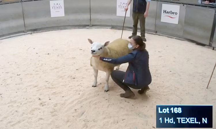 Người ta đặt tên cừu là Double Diamond theo tên hòn đảo ở Hà Lan, nguồn gốc xuất phát của giống cừu Texel. Giống cừu này được yêu mến lựa chọn vì cung cấp len chất lượng cao và thịt nạc.