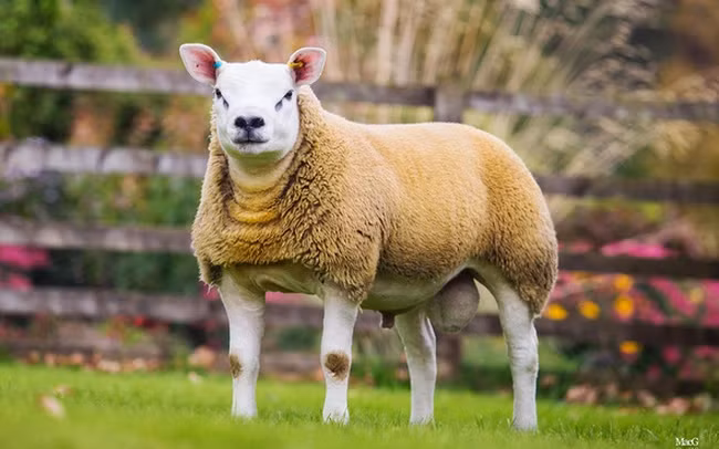 Con cừu Double Diamond cuối cùng đã thuộc sở hữu của ba nhà lai tạo Auldhouseburn, Procters và New View. Trong đó, Alan Blackwood từ Auldhouseburn, Maybole từ trang trại Procters ở Lancashire và Messrs Teward từ trang trại New View ở Darlington.