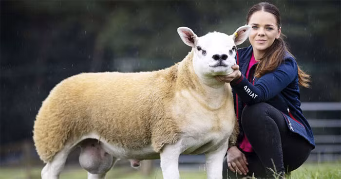 Con cừu đực 6 tháng tuổi có tên là Double Diamond, sinh ra tại một trang trại ở Macclesfield thuộc Cheshire, Anh trở thành con cừu đắt nhất thế giới khi được bán với giá 367.500 bảng Anh, tương đương khoảng 11,3 tỷ đồng