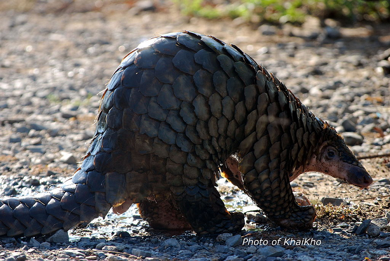 Ông Hay dừng xe lại kiểm tra thì phát hiện con Tê tê nên đã bắt và liên hệ cơ quan chức năng.