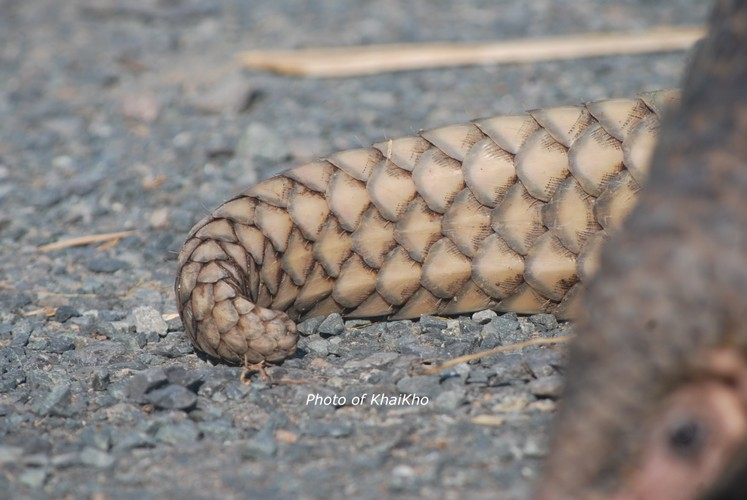 Đuôi chúng khá dài, hơn 4/10 chiều dài. Đuôi khỏe, chắc thịt; chỏm đuôi có da trơn, có thể vin bám vào cành cây khi leo trèo. Con trút trung bình dài 77,5–100 cm.