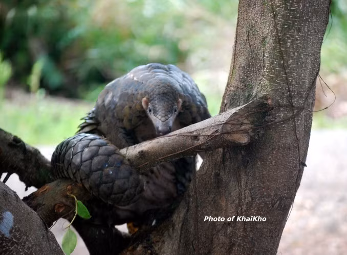 Tê tê Java có vảy bao phủ thân mình chỉ chừa phần bụng và mặt trong tứ chi. Ở những phần đó có lông thưa. Chân chúng có móng dài và cong.