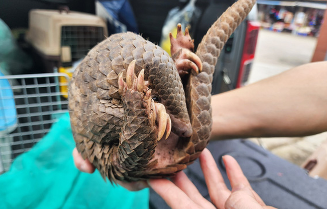 Tê tê Java, danh pháp hai phần: Manis javanica, còn gọi là trút Java (tiếng Pháp gọi là Tê tê Mã Lai, tiếng Anh là Tê tê Sunda) là loài động vật có vú thuộc Bộ Tê tê (Pholidota) với bản địa Đông Nam Á bao gồm Thái Lan, Indonesia (các đảo Java, Sumatra, Borneo và quần đảo Sunda nhỏ), Philippines, Việt Nam, Lào, Campuchia, Malaysia và Singapore.