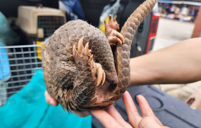 Tê tê Java, danh pháp hai phần: Manis javanica, còn gọi là trút Java (tiếng Pháp gọi là Tê tê Mã Lai, tiếng Anh là Tê tê Sunda) là loài động vật có vú thuộc Bộ Tê tê (Pholidota) với bản địa Đông Nam Á bao gồm Thái Lan, Indonesia (các đảo Java, Sumatra, Borneo và quần đảo Sunda nhỏ), Philippines, Việt Nam, Lào, Campuchia, Malaysia và Singapore.